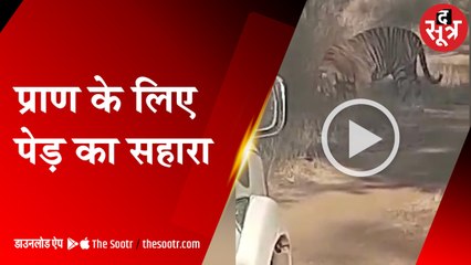 बाघ से हुआ सामना, तो पेड़ पर चढ़ गए युवक