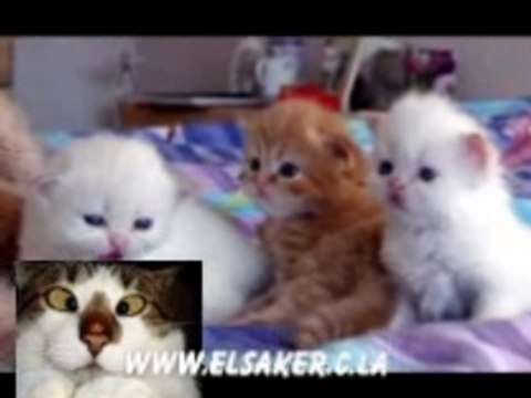 Fokaha 06 lol mdr dahka النكت 2008