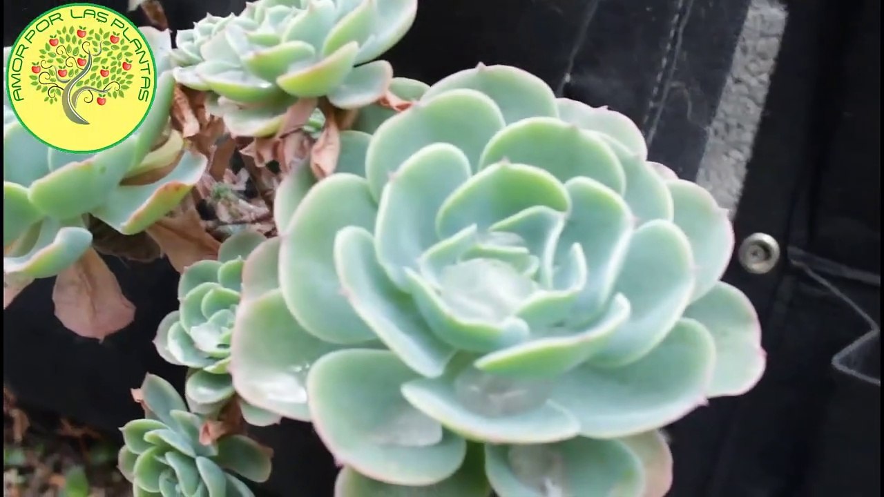 Protege tus plantas del frio