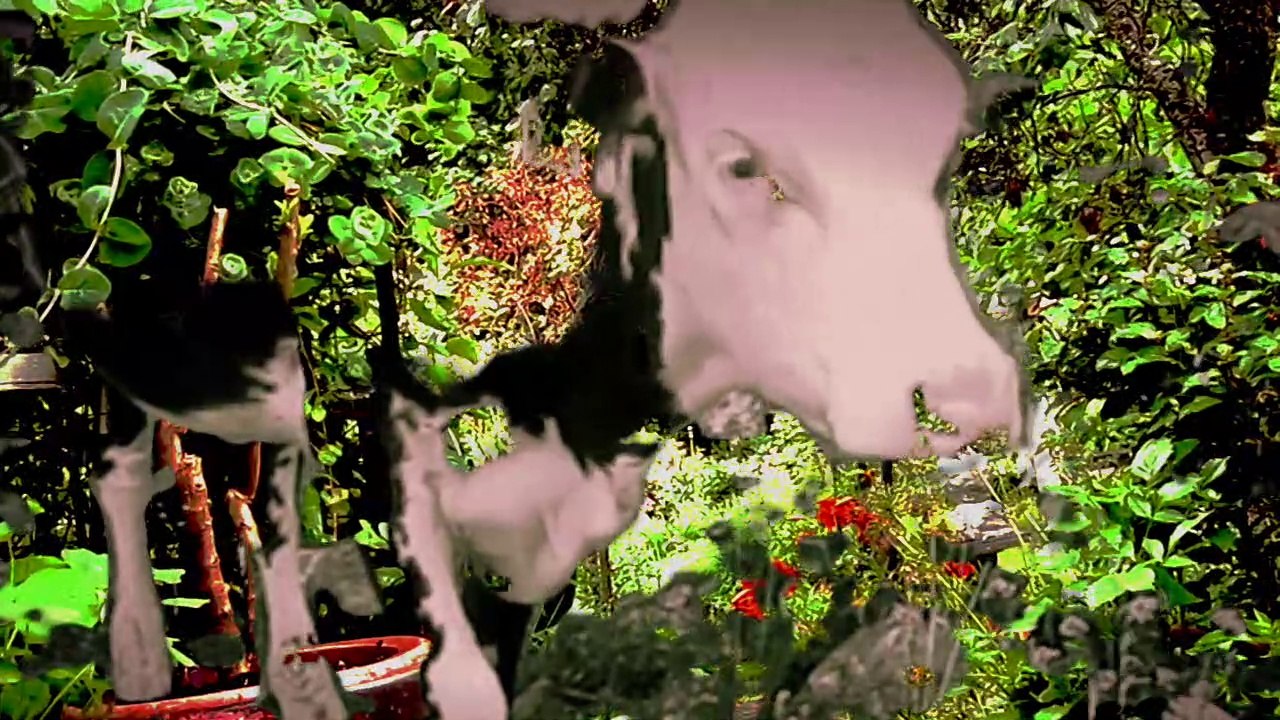 A cow in the garden