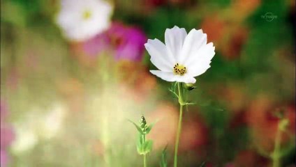 日劇 » 牙狼GARO：GOLDSTORM翔23