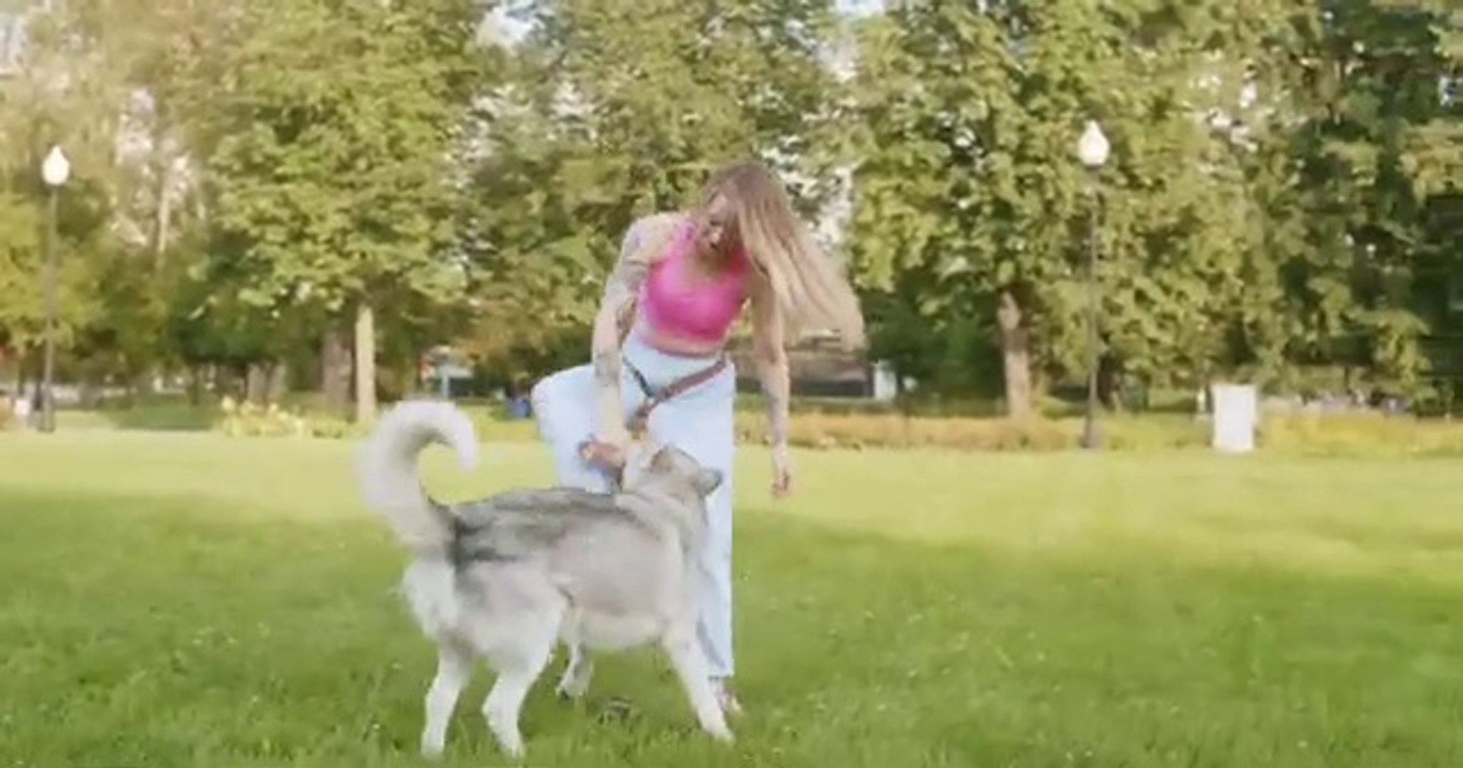 ⁣DOG TRAINING VIDEO|| DOGS FREE STOCK VIDEOS | DOGS NO COPYRIGHT VIDEOS