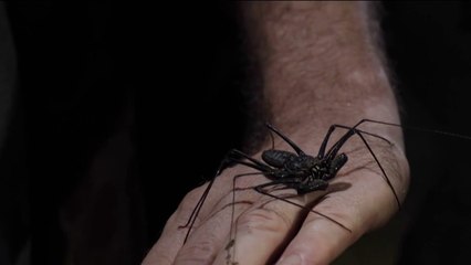 Fenêtre sur les Outre-mer - Guyane : balade nocturne dans la forêt amazonienne