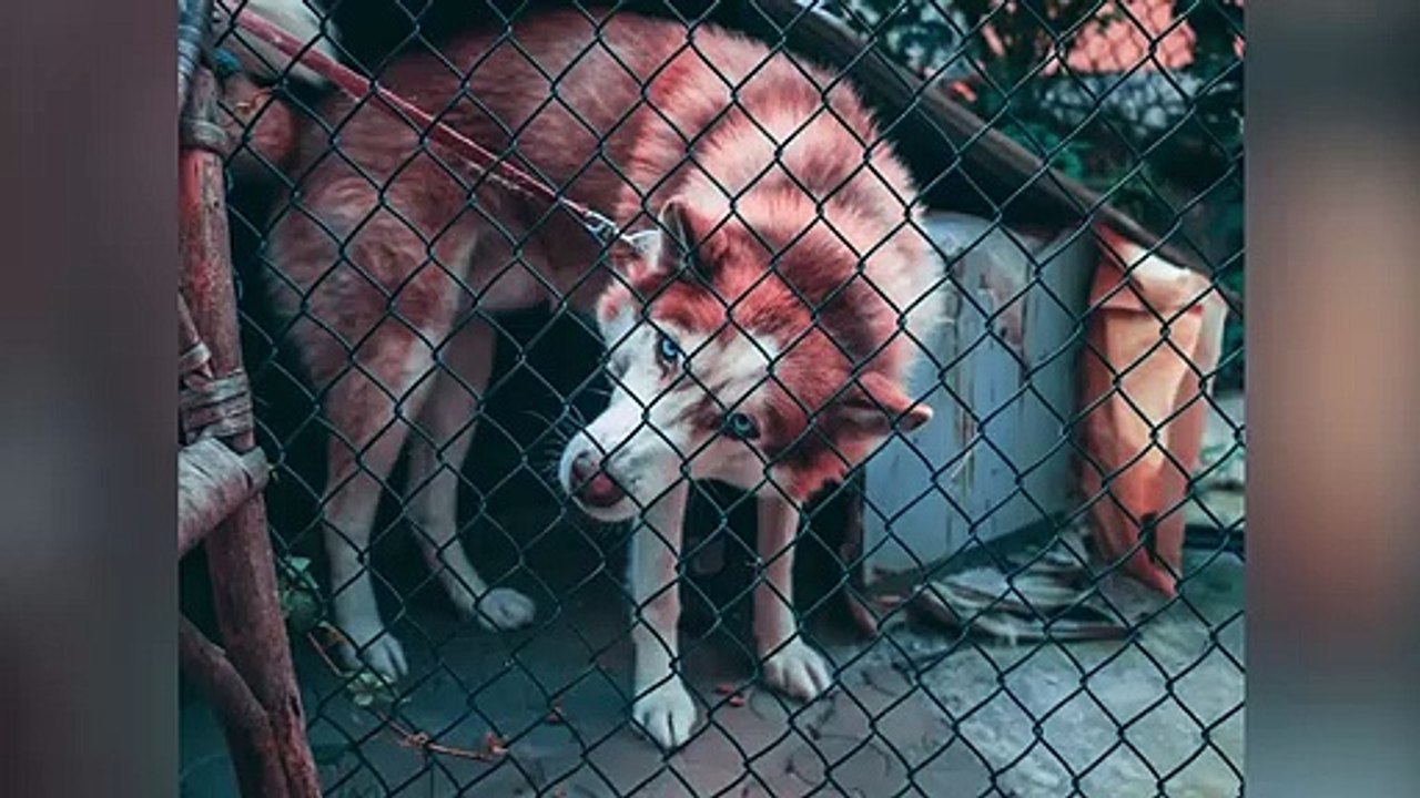 Remove Fence with 3 Simple Steps in Photoshop!