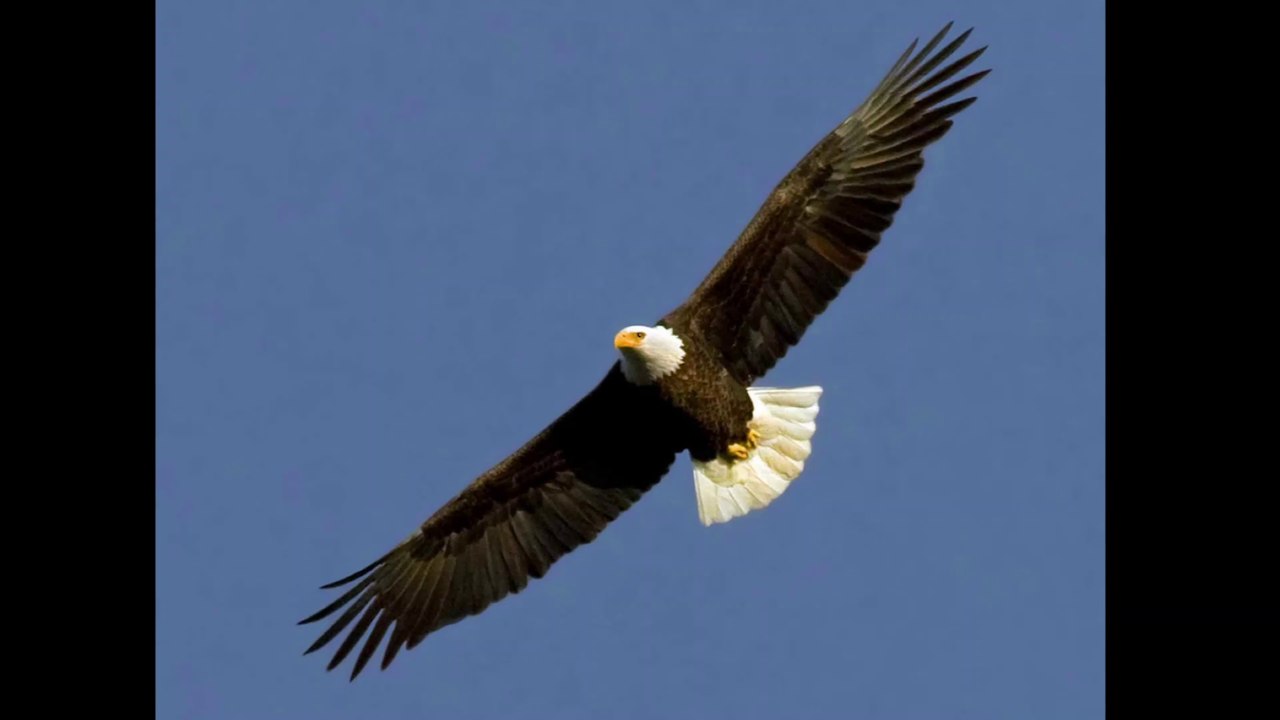 Walk, Talk, And Fly Dr. Robert Ownby