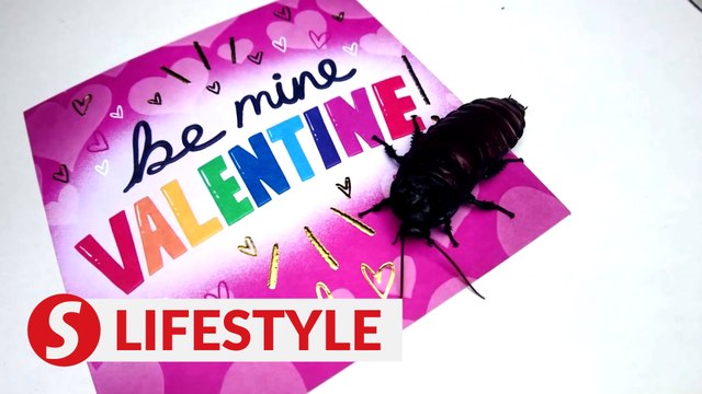 UK zoo names cockroaches after exes for Valentine’s Day
