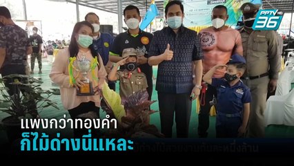 ฮือฮา ประกวดไม้ด่างสวยงาม ต้นโชคเก้าชั้นด่าง ราคาสูงถึง 1 ล้านบาท | เที่ยงทันข่าว