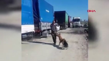 Sultangazi'de pitbull dehşeti; esnafın köpeğine saldırdı
