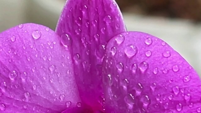 iPhone 12 Pro Max 7x Zoom Macro videos Orchid Flower