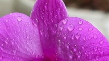 iPhone 12 Pro Max 7x Zoom Macro videos Orchid Flower