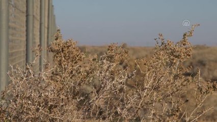 Ürdün'e BAE'den soyu tükenmekte olan 20 "Arap oriksi" getirildi (2)