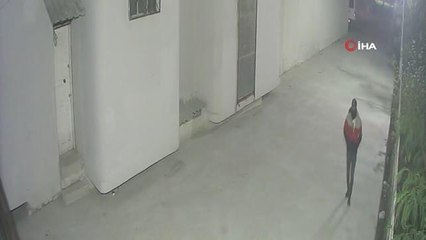Apartmanın bahçesinde bulunan motosikleti çaldı... O anlar anbean görüntülendi