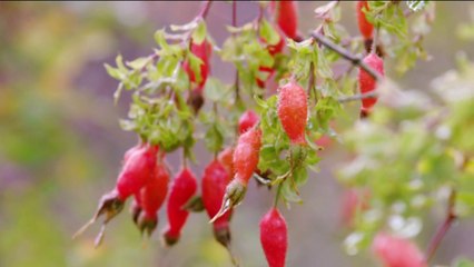 Rosiers - Des fruits en hiver