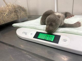 İstanbul'un meşhur ayısı Silva'nın kardeşi dünyaya geldi