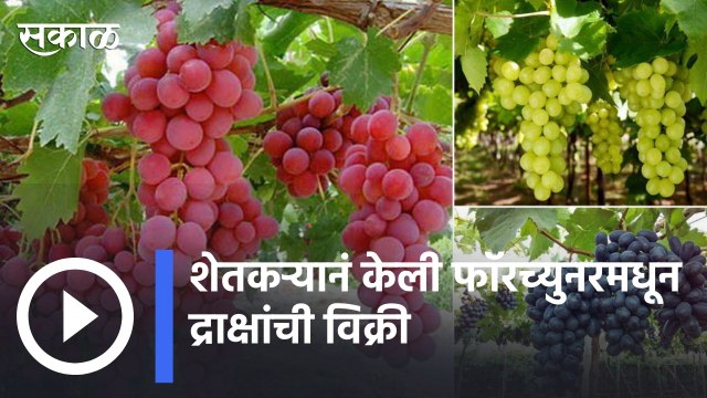 Kolhapur | फॉर्च्युनरमधून गोल्डनमॅनची हटके द्राक्ष विक्री | Sakal |