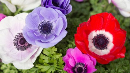 Environnement : tout savoir pour offrir un bouquet "écolo" pour la Saint-Valentin