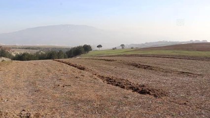 Son yağışlar Karabük'te çiftçinin yüzünü güldürüyor