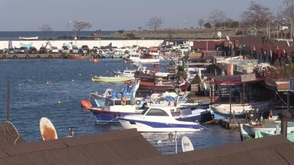 Türkiye 5 ayda 1247 ton hamsi ihraç etti