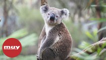 Los koalas son designados como especie en peligro de extinción