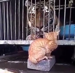 Les chats ils ont grave peur de rien et surtout pas des animaux dangereux