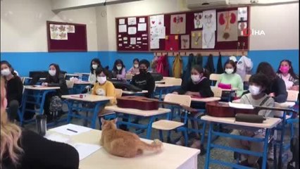 Sakin Şehir Köyceğiz'de kedi "Limon" müzik derslerinin vazgeçilmezi oldu