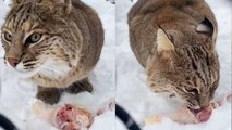 'Cute bobcat makes creepy sounds while enjoying her food'