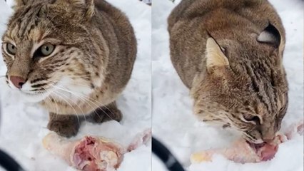 'Cute bobcat makes creepy sounds while enjoying her food'