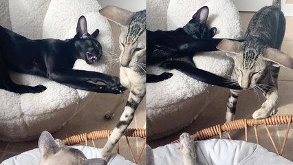 'Jealous cat has had enough of its friend trying to trouble its 'crush' *A Funny Love Story*'