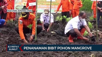 Gotong Royong Lakukan Penanaman Mangrove di Nias