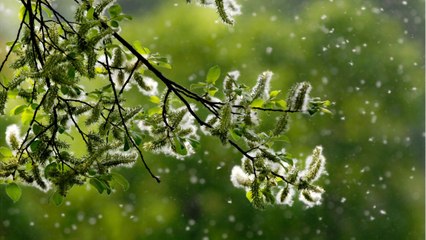 Quelles sont les plantes allergènes ?