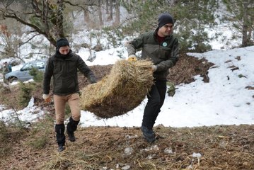 Bolu Dağı'ndaki yılkı atlarına yem bırakıldı