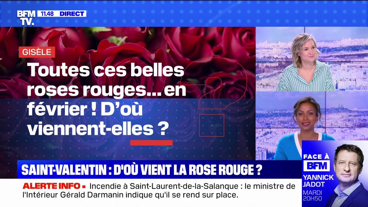 D'où viennent toutes ces roses rouges en février ? - BFMTV répond à vos questions