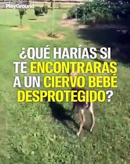 ¿Qué harías si te encontraras a un ciervo bebé desprotegido?
