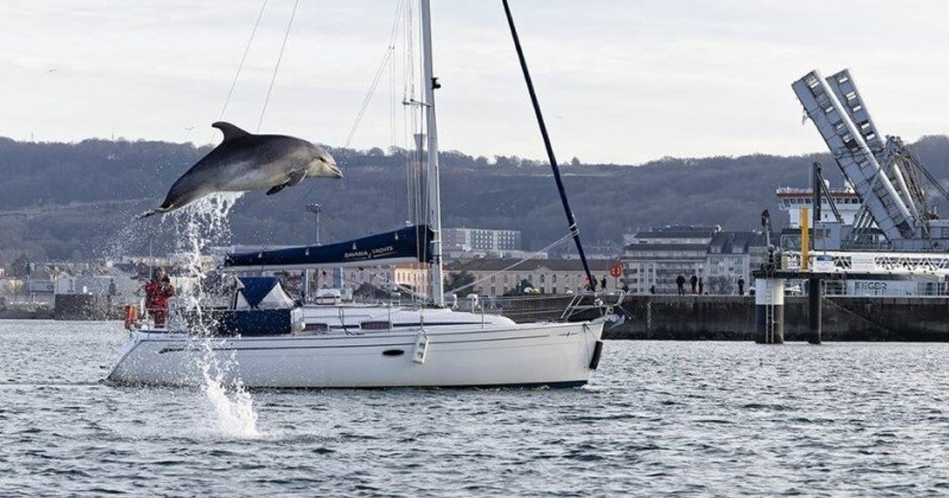 Cherbourg : cette image dévoile le moment parfait où un dauphin sort de l'eau et réalise un saut impressionnant