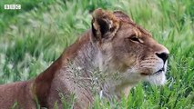 Lions rescued from circus released into nature sanctuary - BBC News