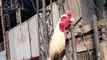 Rooster Video By Kingdom Of Awais
