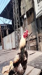 Rooster Video By Kingdom Of Awais