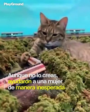 Poder felino: Estos gatos invadieron un restaurante con resultados inesperados