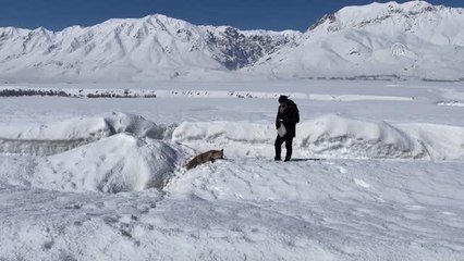 Yol kenarında gördüğü aç tilkiyi fıstıkla besledi