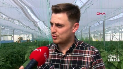 Altın çileğin fiyatı altını aratmıyor