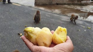 feeding potatoes to the hungry wild monkey __ Thank you Rohan Ghale €200 WORK AT_Full-HD