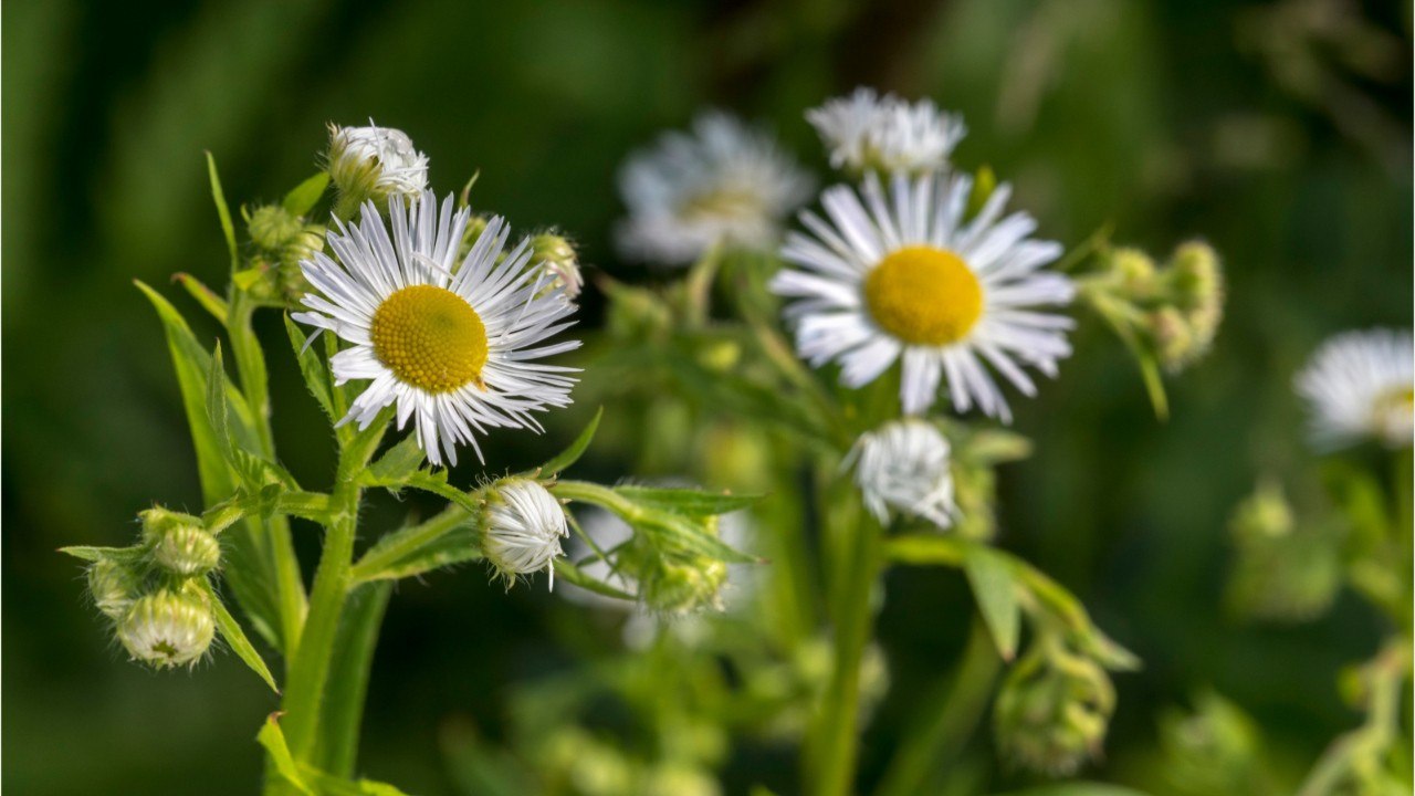 Schnell handeln: Diese Pflanze kann Ihren Garten ruinieren