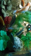 freshwater fish in aquarium