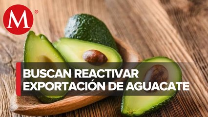 Michoacán inicia diálogo con embajada de EU para reactivar exportación de aguacate