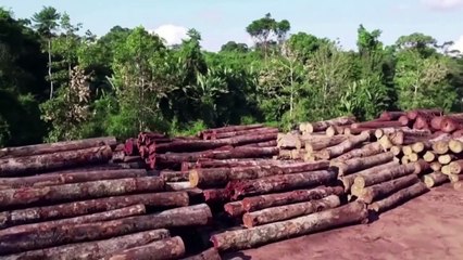 Solo a gennaio abbiamo perso un pezzo di Amazzonia grande 7 volte Manhattan
