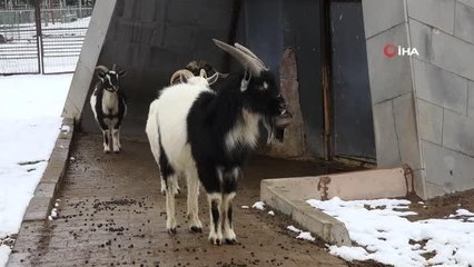 Hayvanat bahçesi sakinlerinin kar keyfi