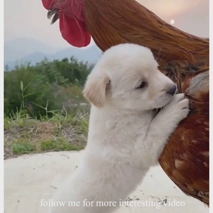 Puppy friendship,     animals Funny videos_, comedy video, follow me for more interesting video