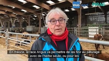 Produire de la viande en élevage laitier grâce au croisement Angus (480p)
