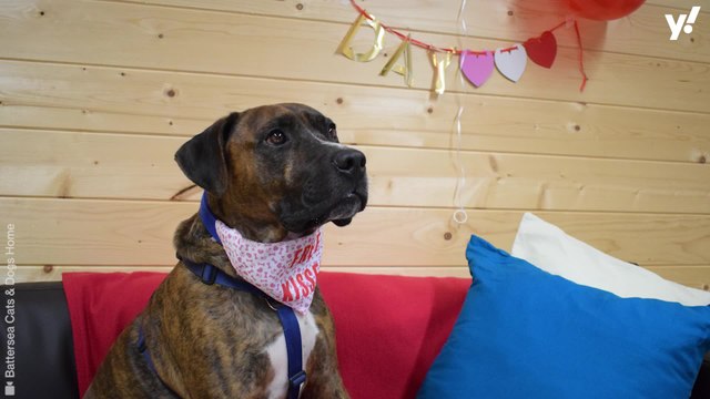 Shy stray spends Valentine's Day alone after 200 days in animal shelter