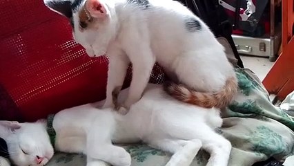 Purring Pal Gets Paws On